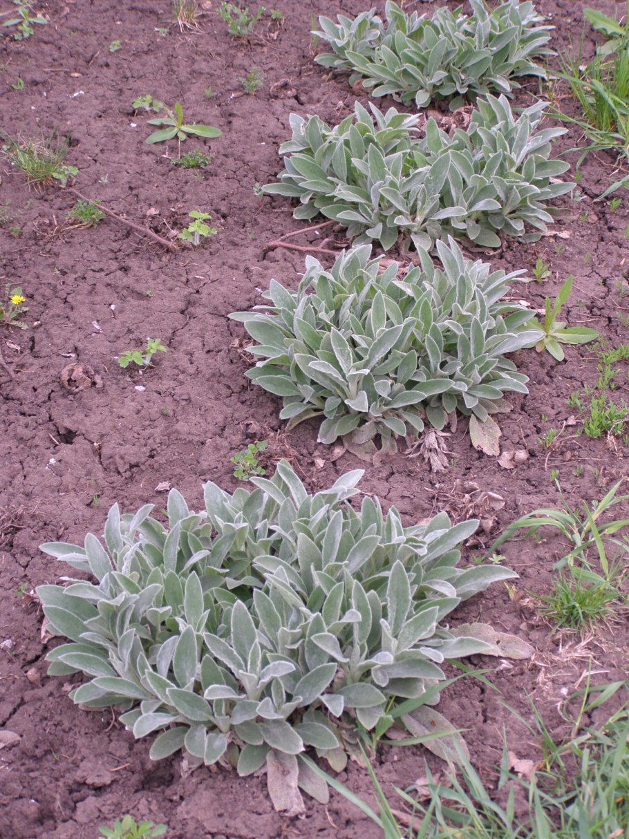 Стахис шерстистый сильвер карпет