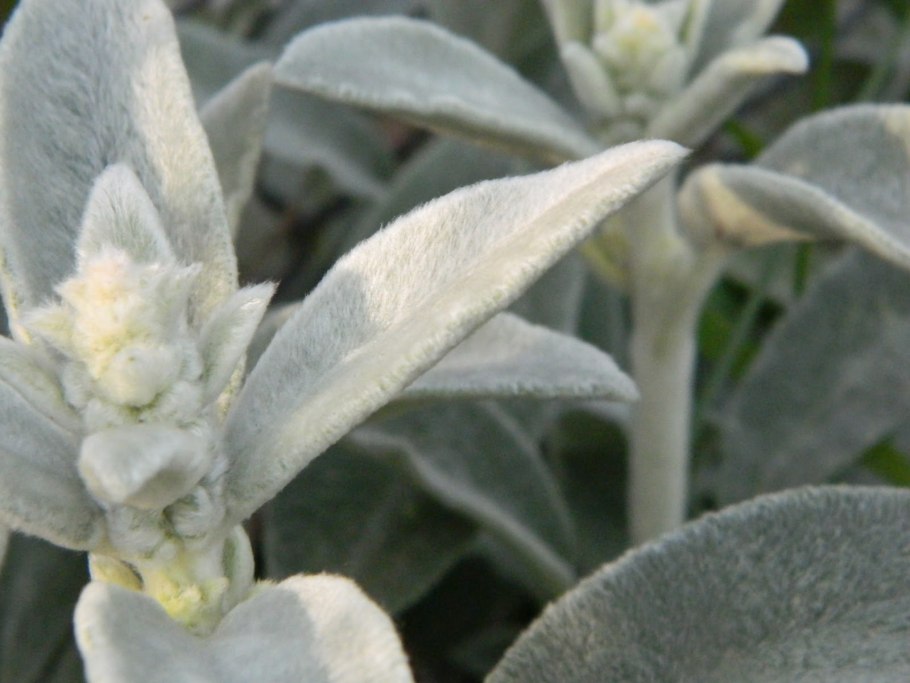 Стахис медвежьи ушки