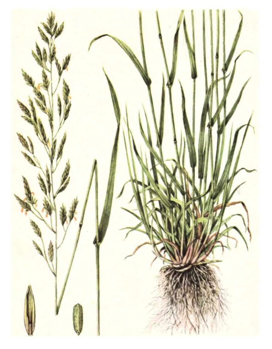 Овсяница Луговая (Festuca pratensis HUDS.)