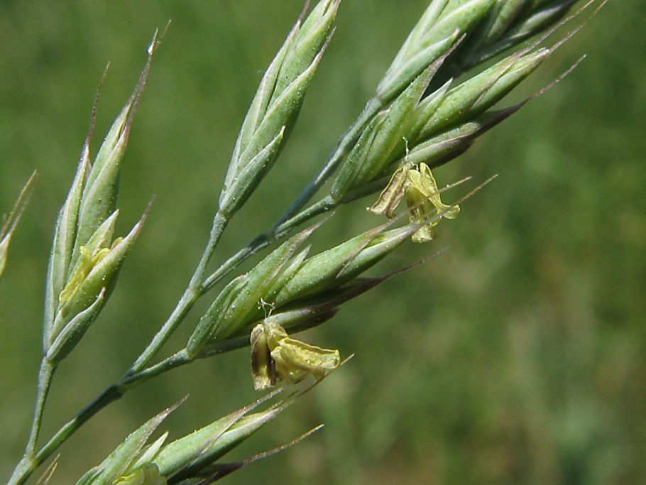 Овсяница бороздчатая Типчак