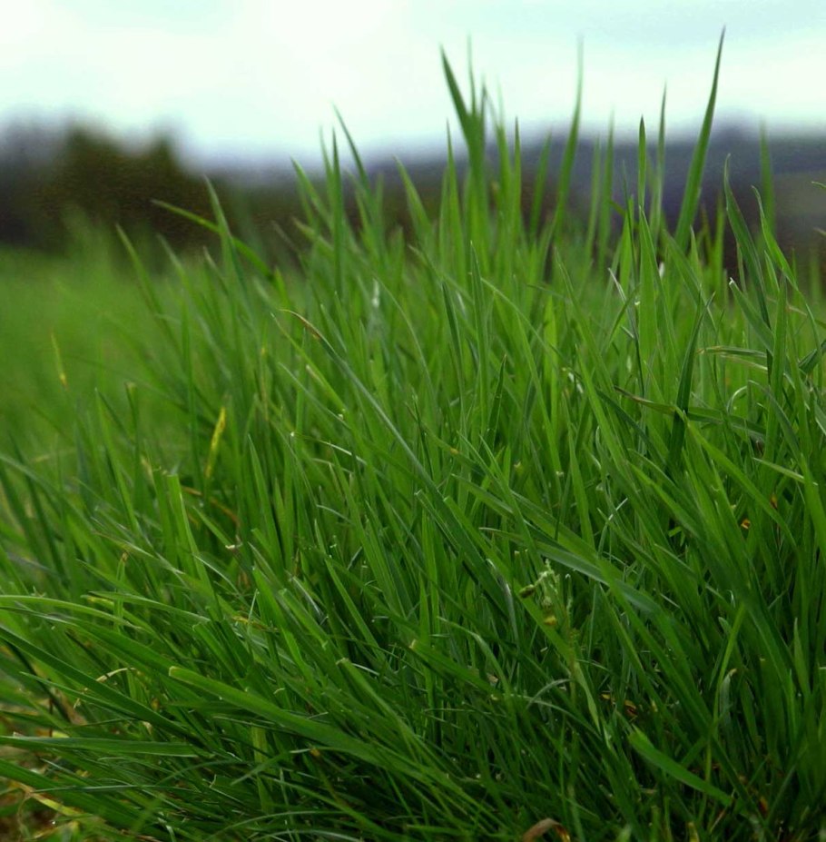 Festuca pratensis Hudson – овсяница Луговая