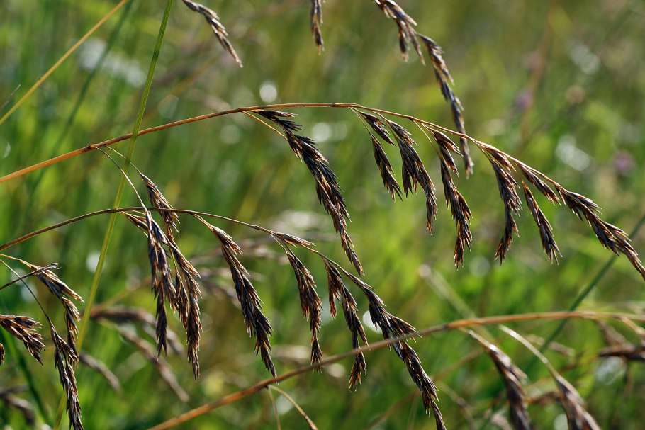Овсяница тростниковая festuca arundinacea