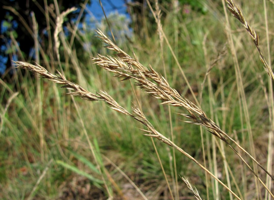 Овсяница Луговая (Festuca pratensis)