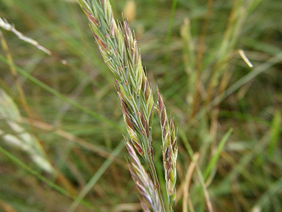 Овсяница луговая (festuca rubra