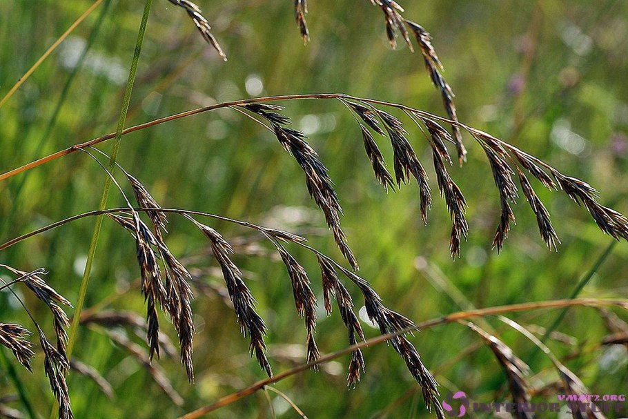 Мятлик пастбищный