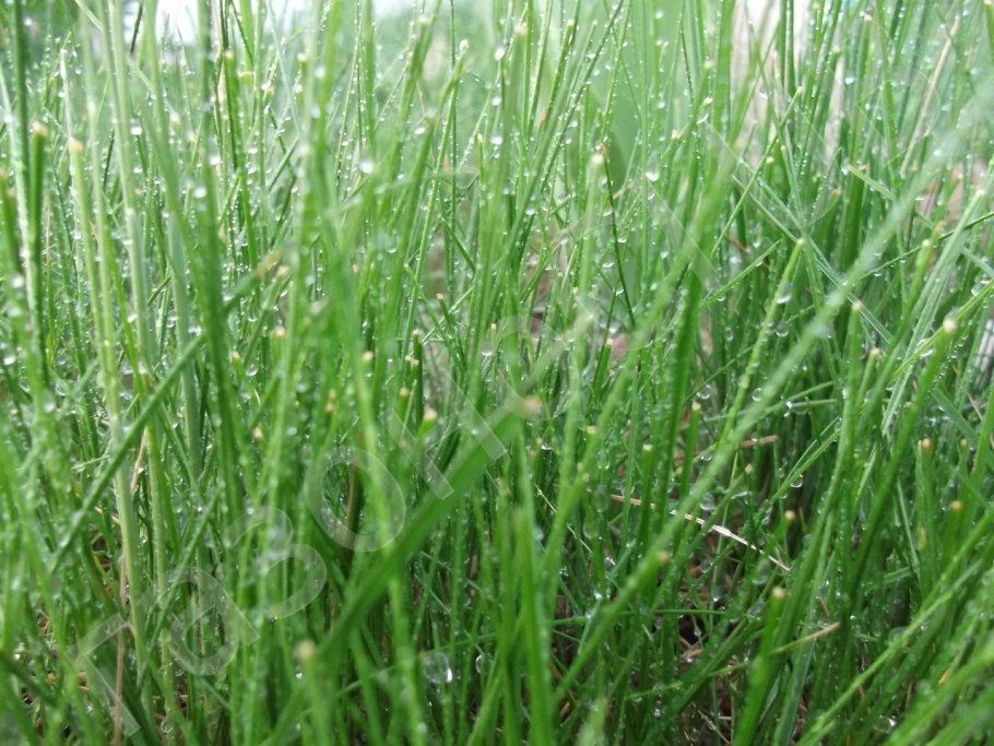 Овсяница тростниковая Меандре