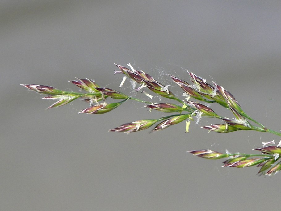 Овсяница тростниковая (Festuca arundinacea l.)