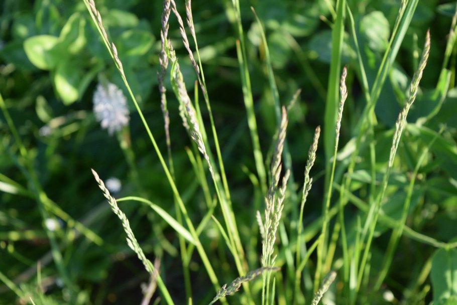 Мятлик луговой poa pratensis
