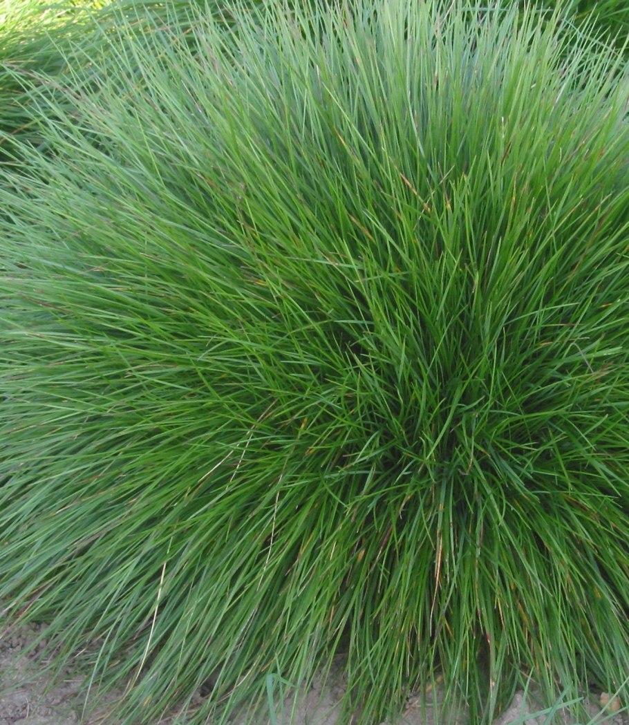 Овсяница красная (festuca rubra)