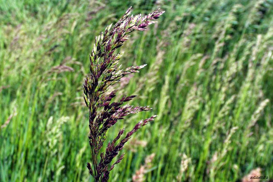 Овсяница Луговая (Festuca pratensis)