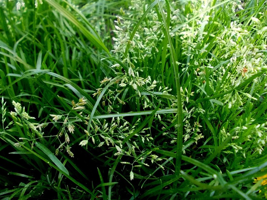 Овсяница Луговая (Festuca pratensis HUDS.)