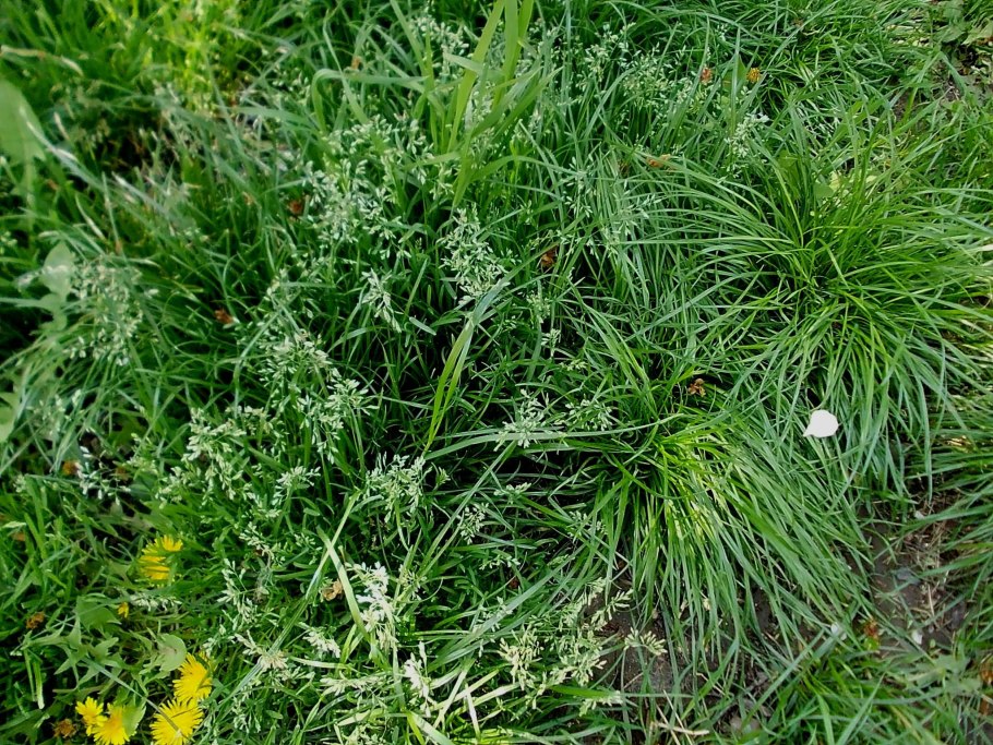 Трава овсяница Луговая