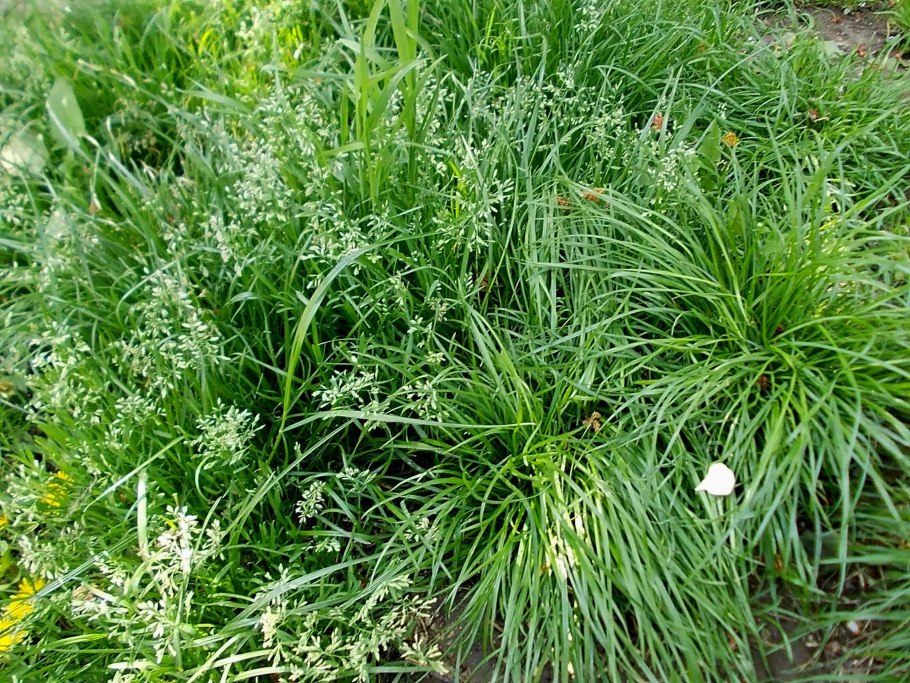 Мятлик Луговой соцветие