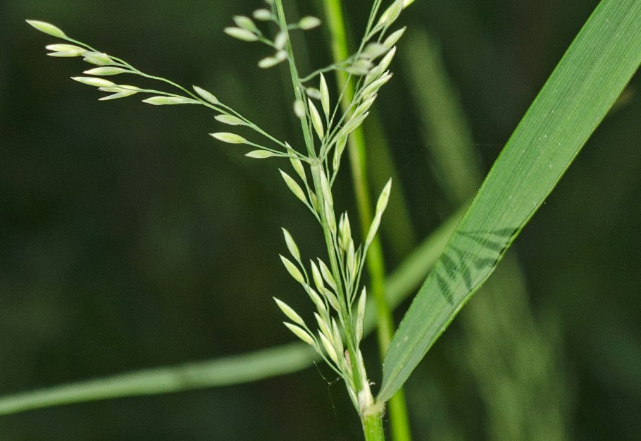 Овсяница Луговая (Festuca pratensis)