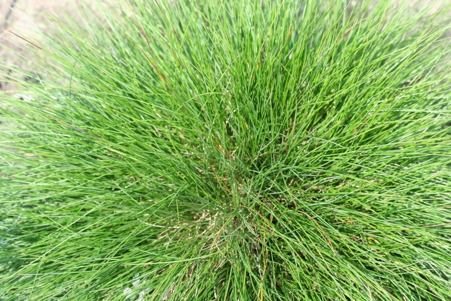 Овсяница Луговая (Festuca pratensis)