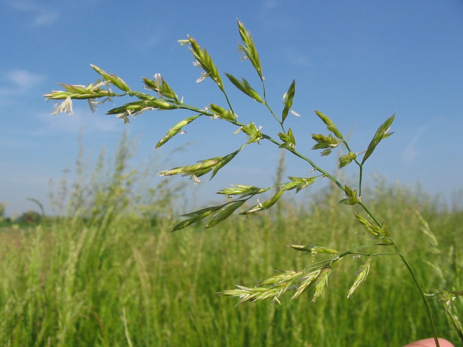 Трава овсяница Луговая