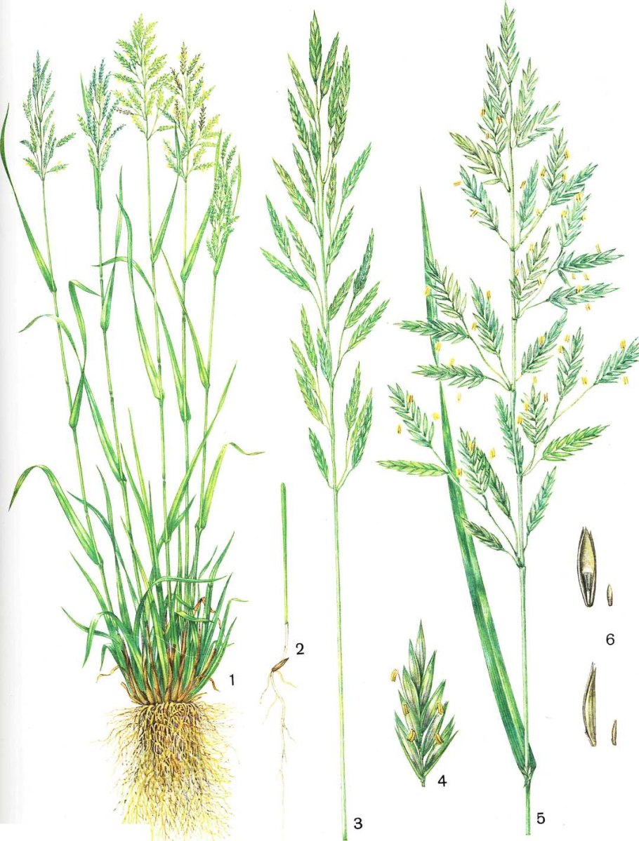 Мятлик луговой poa pratensis