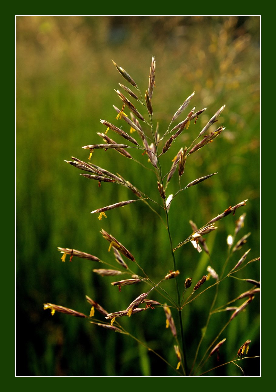 Кострец безостый