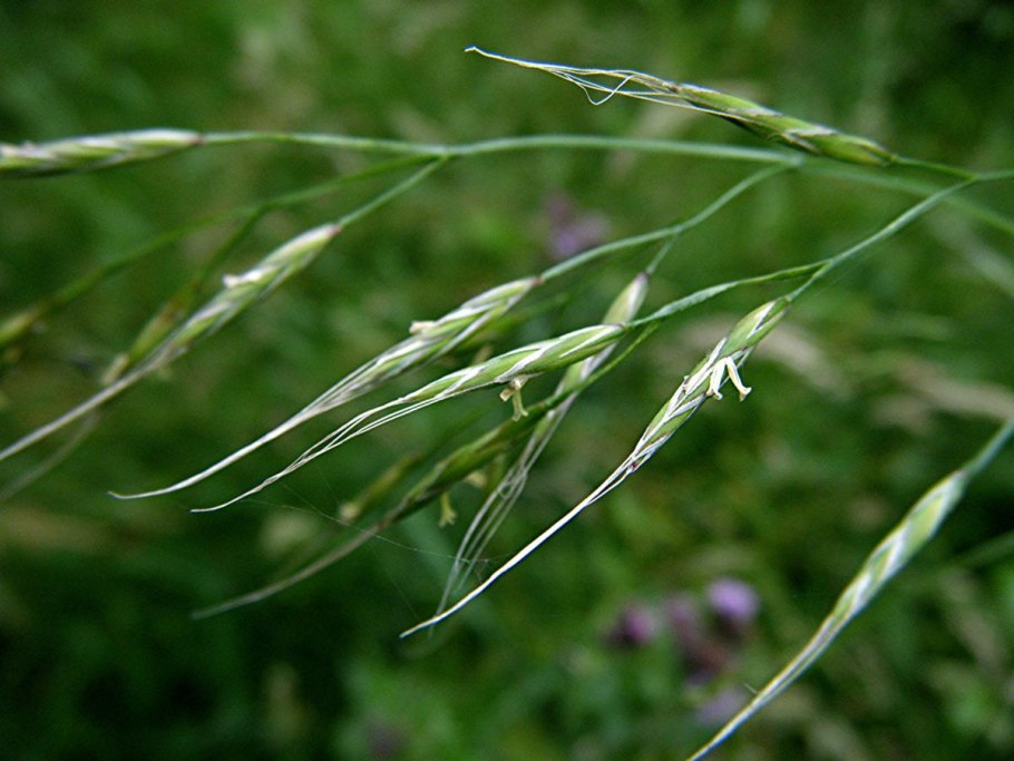 Festuca gigantea