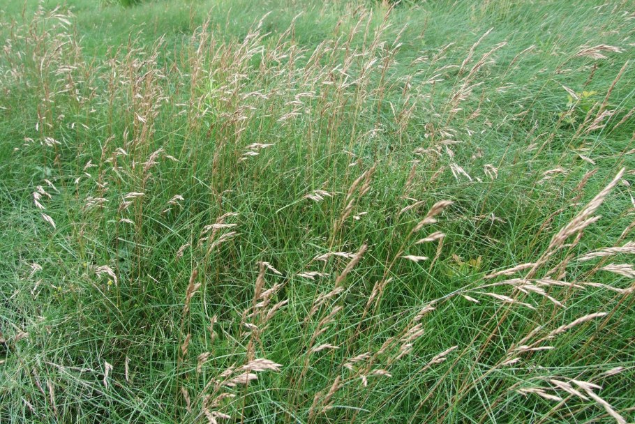 Мятлик Луговой для газона