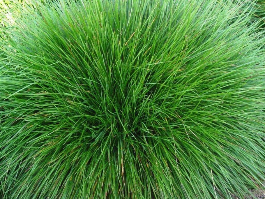 Овсяница Луговая (Festuca pratensis)