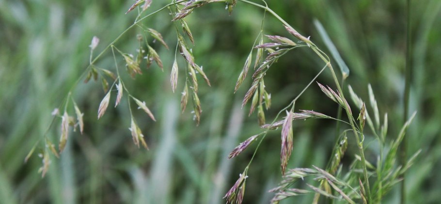 Овсяница колос