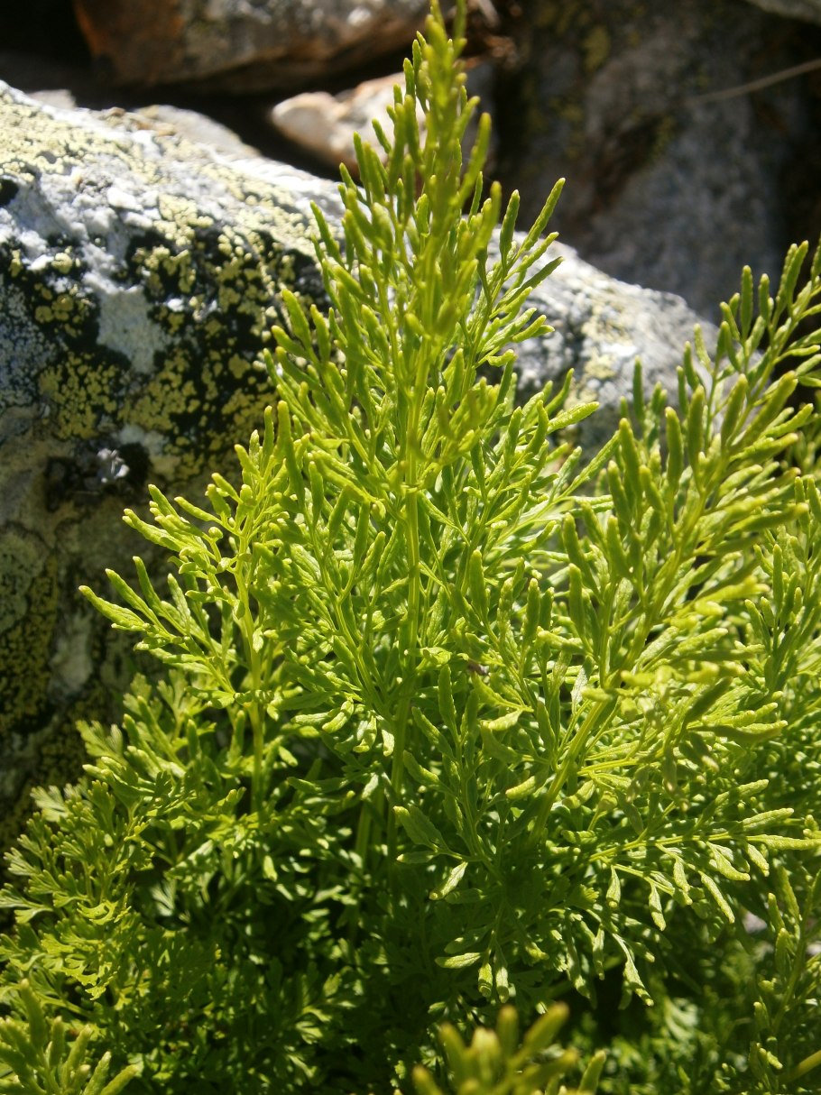 Шелковочашечник курчавый