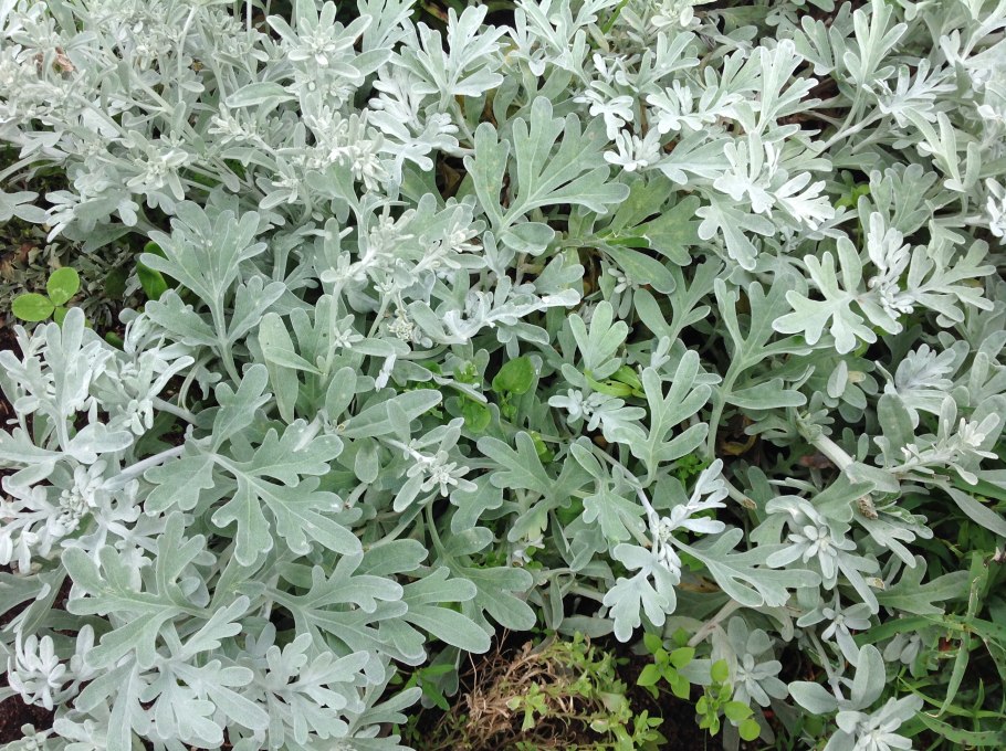 Резуха стреловидная