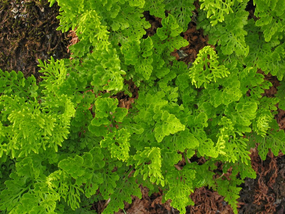 Скрытокучница курчавая