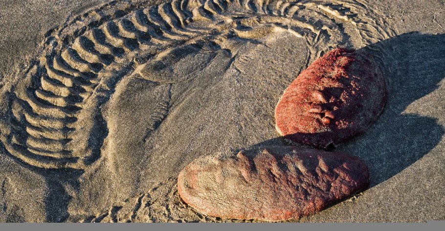 Криптохитон стеллера