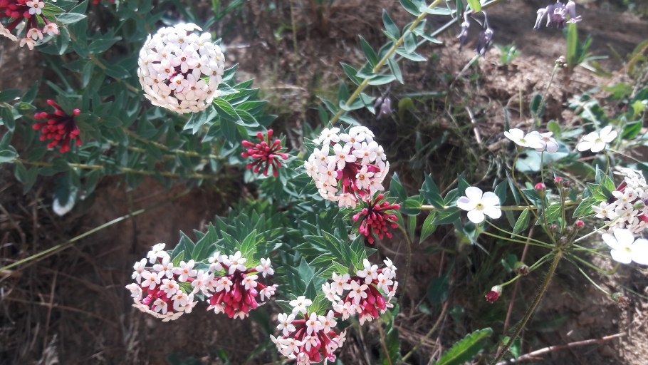 Stellera chamaejasme