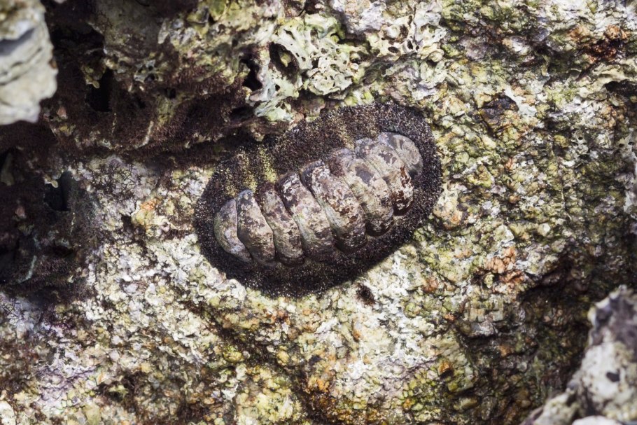 Панцирные моллюски хитоны