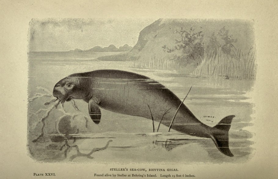 Морская корова стеллера