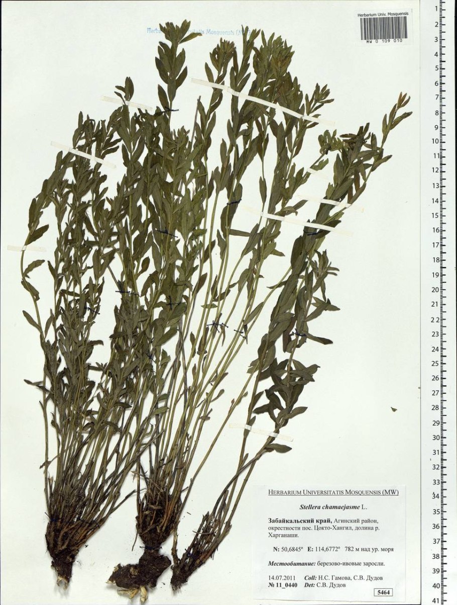 Полынь Стеллера размножение