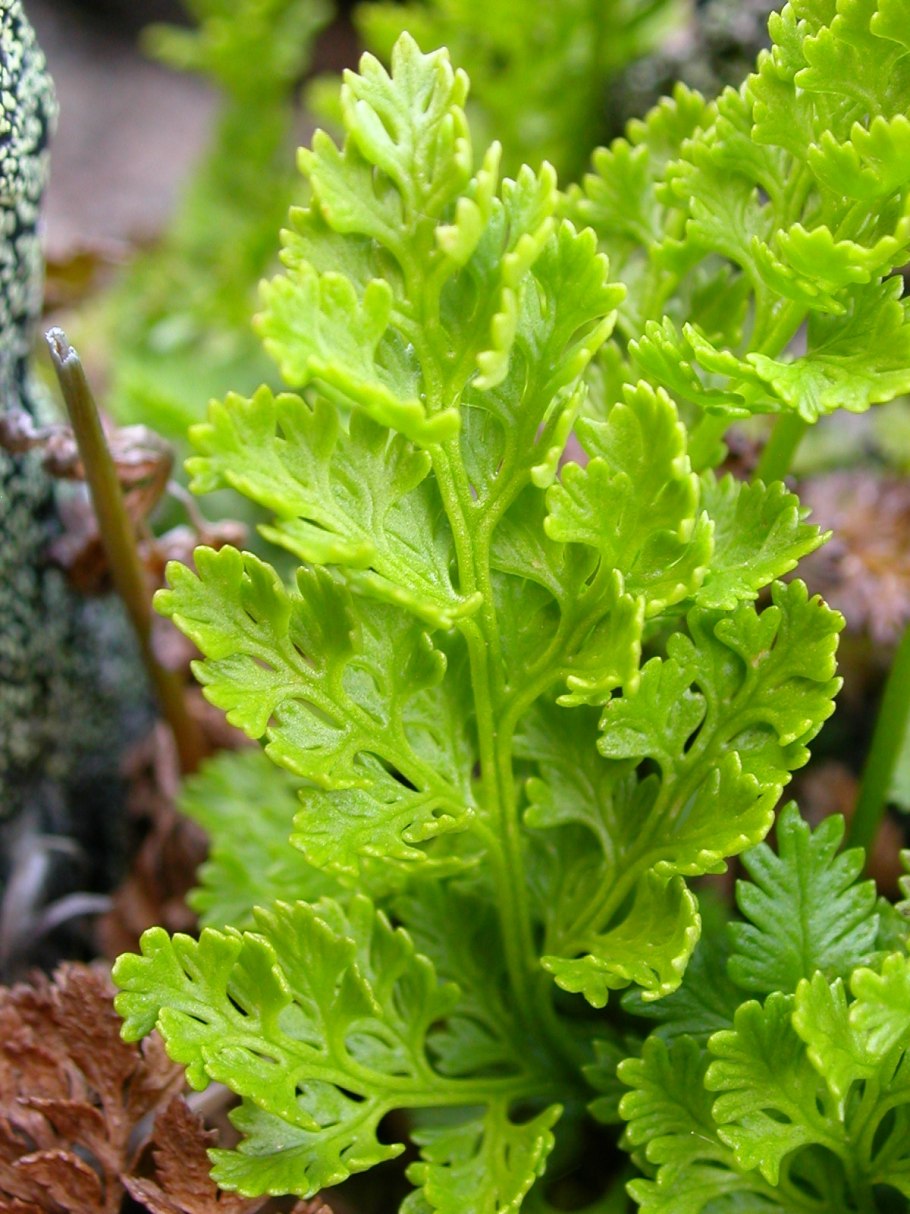 Cryptogramma stelleri