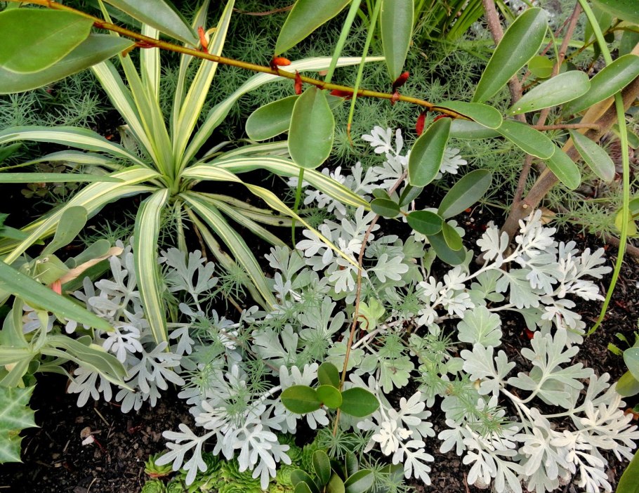 Скрытопластинчатый Хитон Стеллера