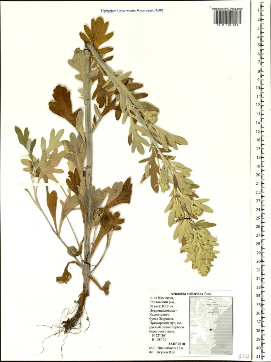 Скрытокучница курчавая