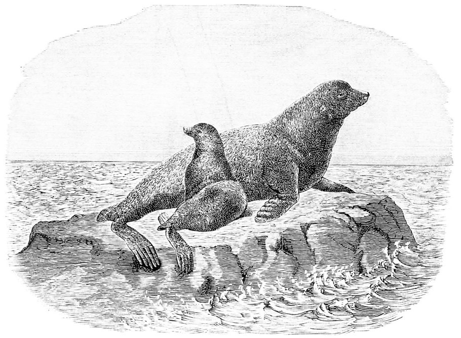 Морской лев стеллера