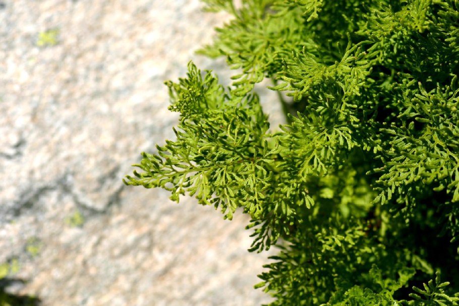 Криптограмма папоротник