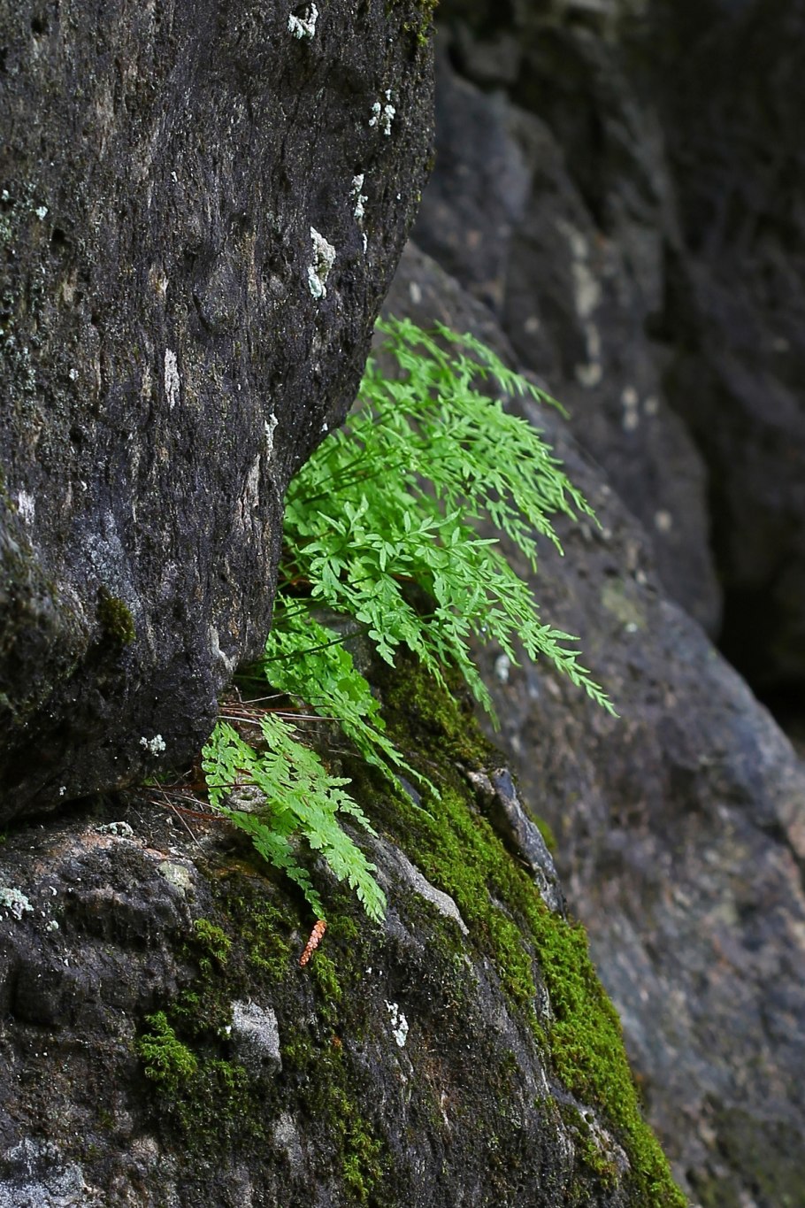 Криптограмма Стеллера - Cryptogramma stelleri