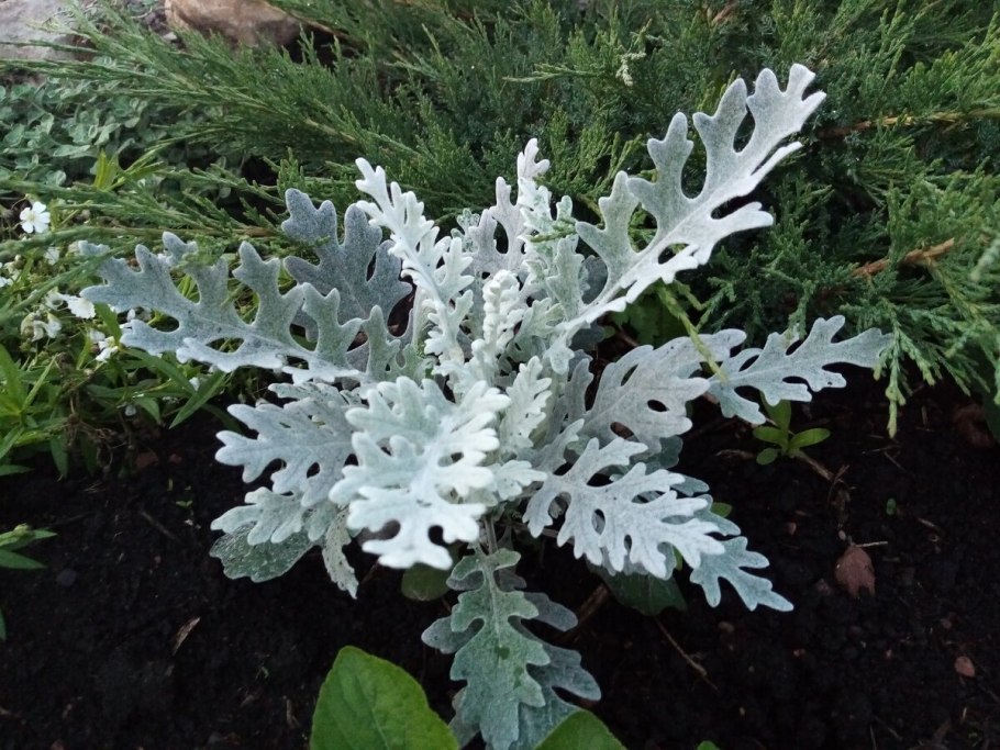 Полынь Artemisia stelleriana