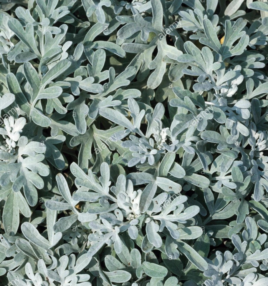 Полынь стеллера сильвер