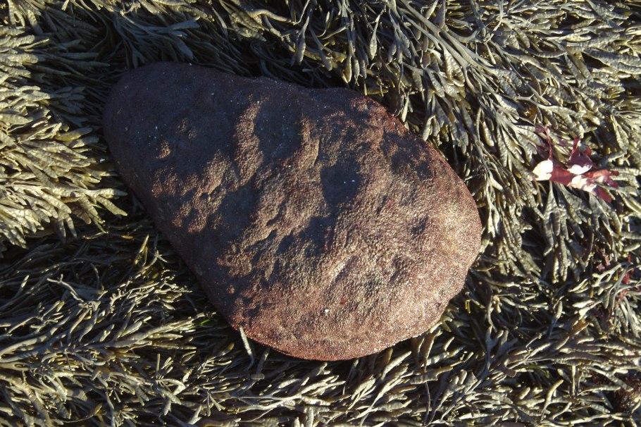 Cryptochiton stelleri