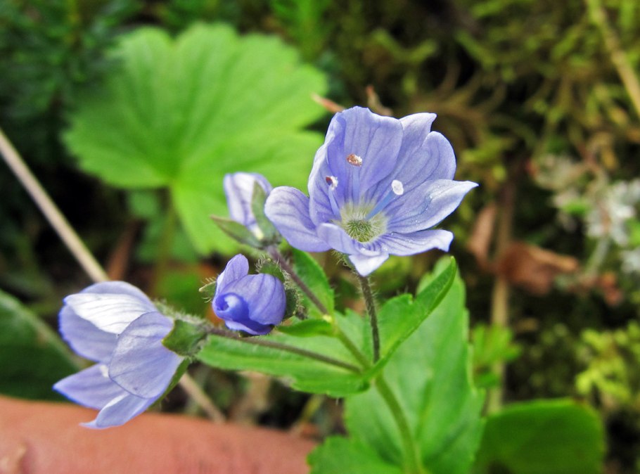 Карликовая селлера