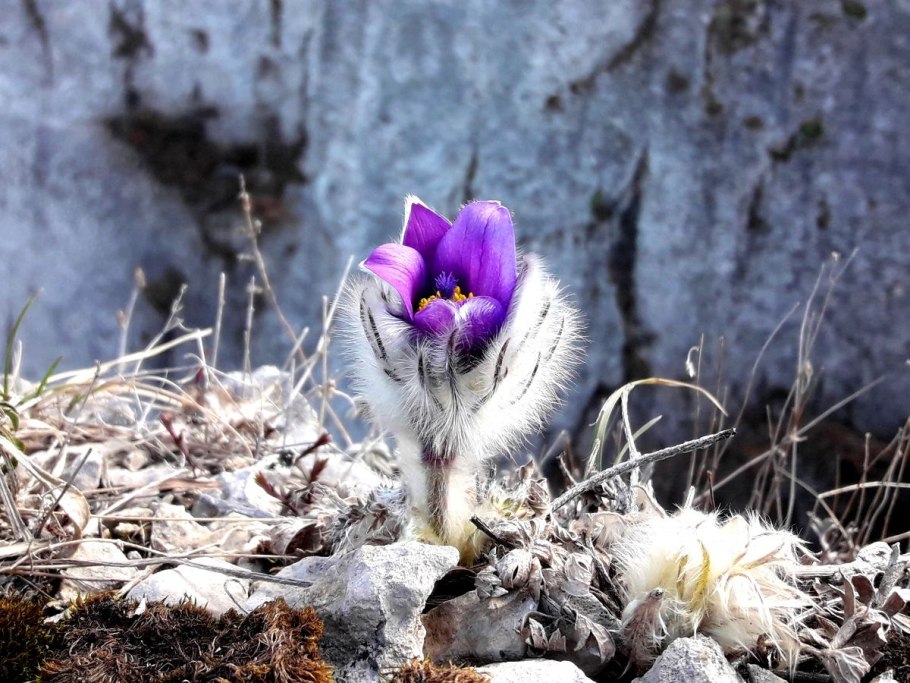Прострел Альпийский цветок