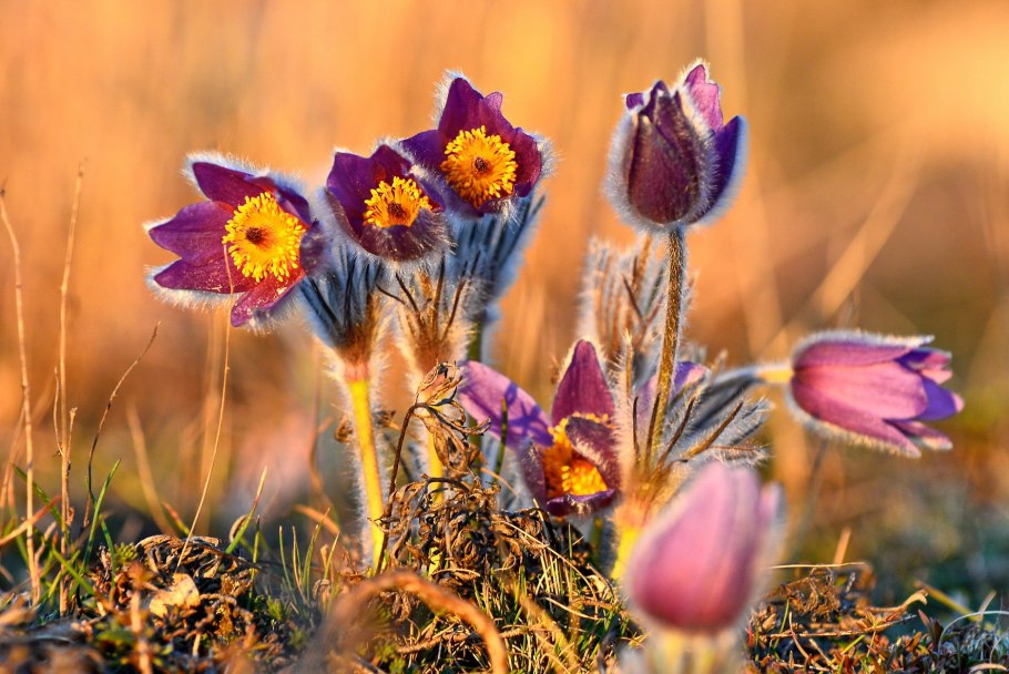 Прострел Крымский (сон-трава Крымская, Подснежный тюльпан)