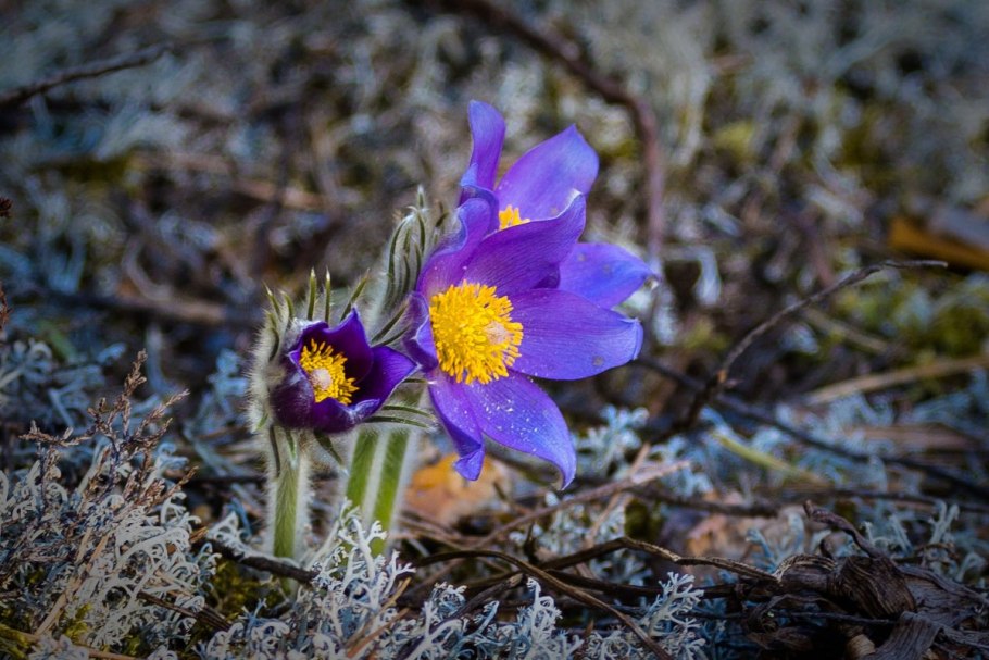 Прострел Крымский сон-трава