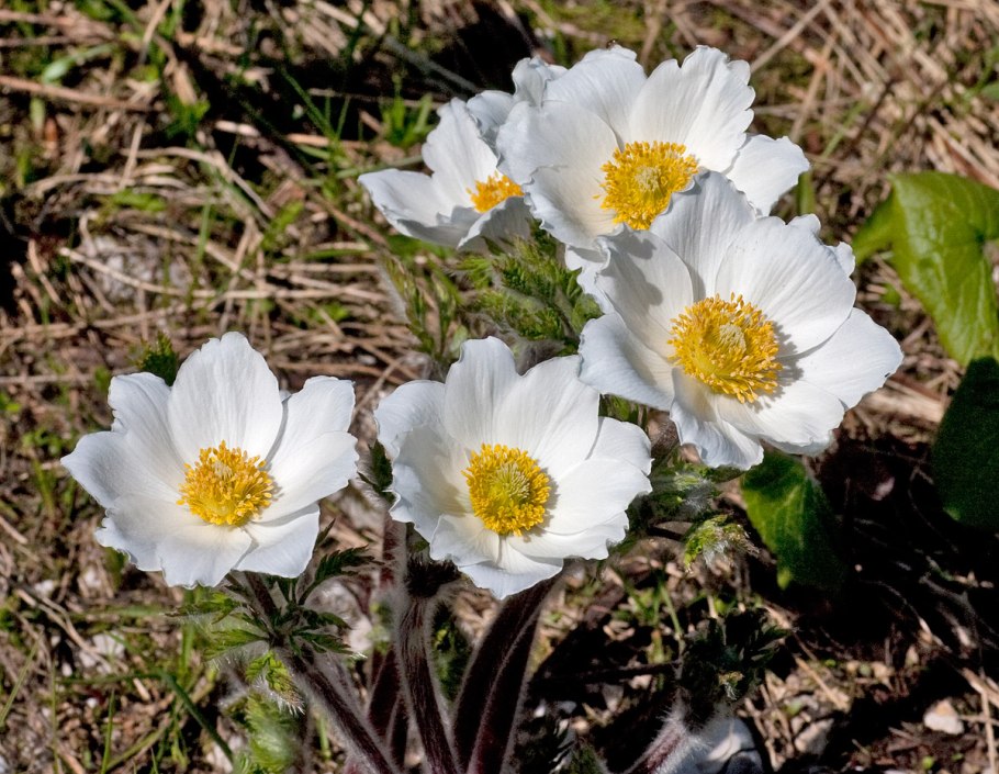 Первоцветы Крыма прострел