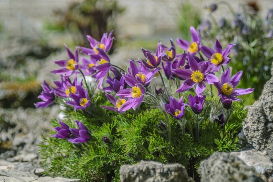 Прострел Альпийский