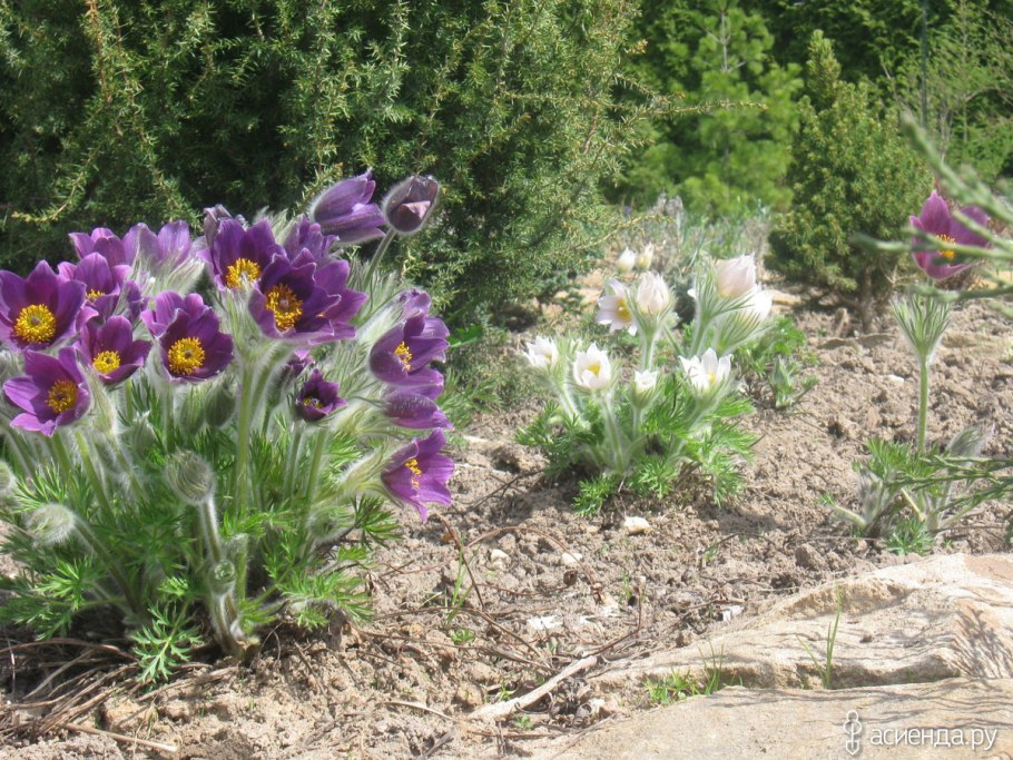 Сон трава прострел